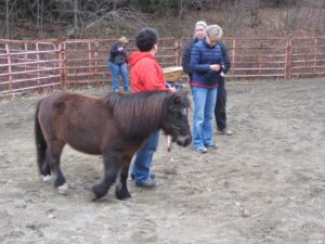 small horse