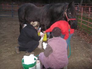 wrapping legs of horse