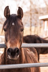 Equine Lymphedema