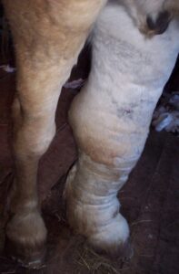 wrapped leg