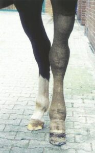horse legs