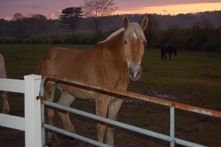 Equine Lymphedema