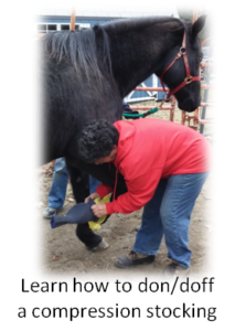 stocking on horse