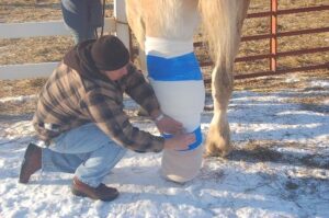 wrapping horse leg