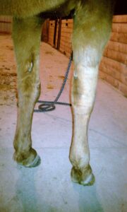horse legs
