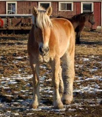 horse with swollen leg