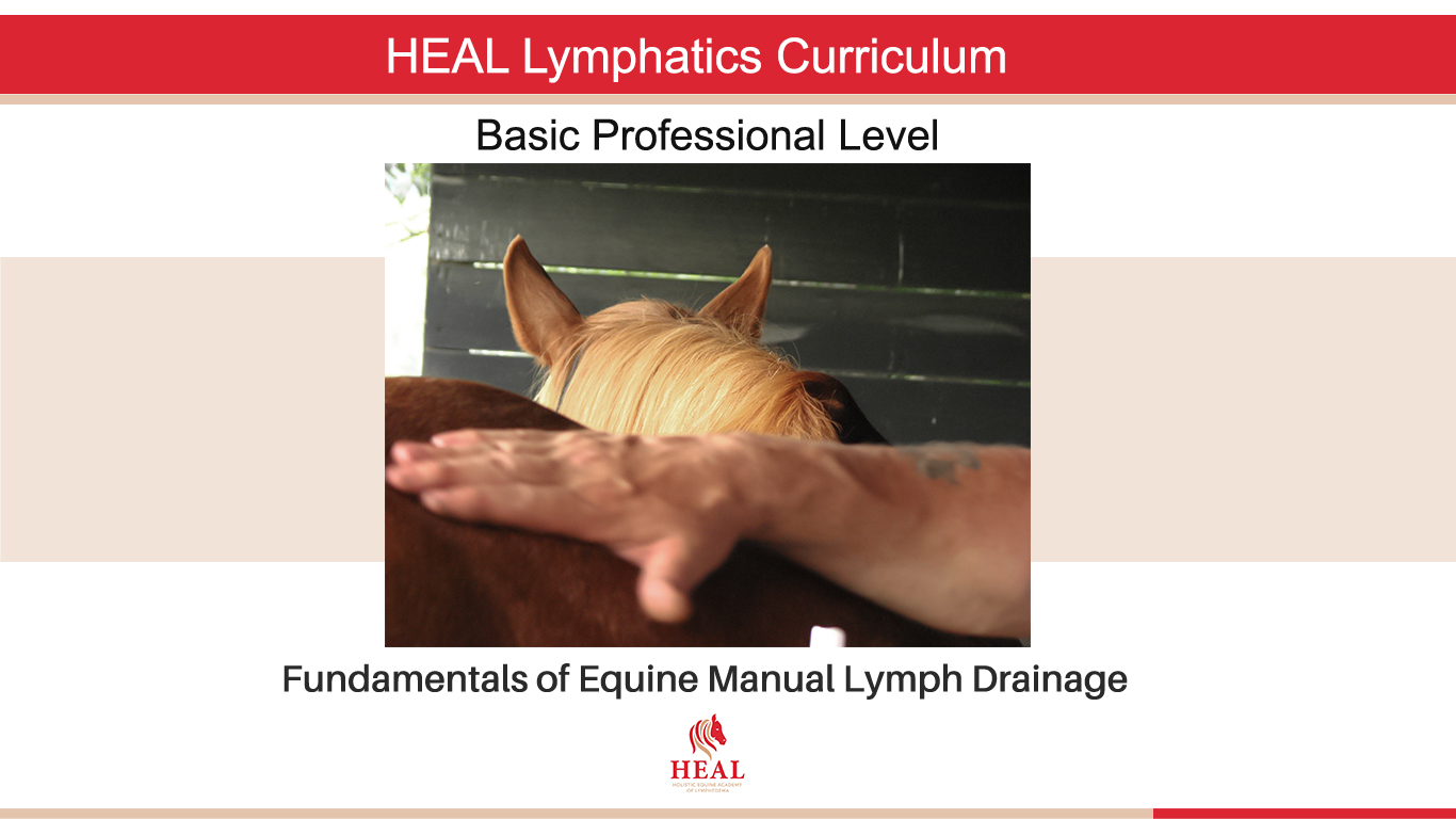 fundamentals of equine manual lymph drainage