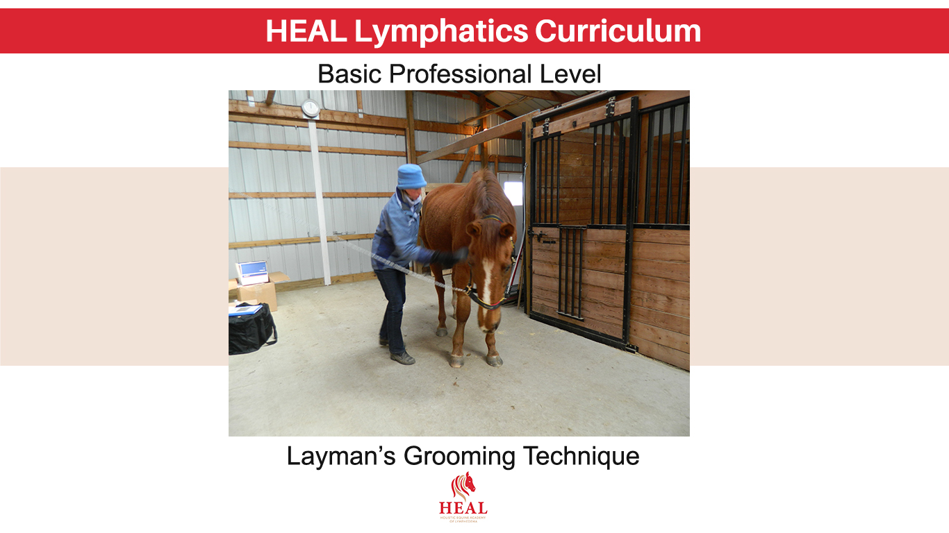 Professional Grooming Technique