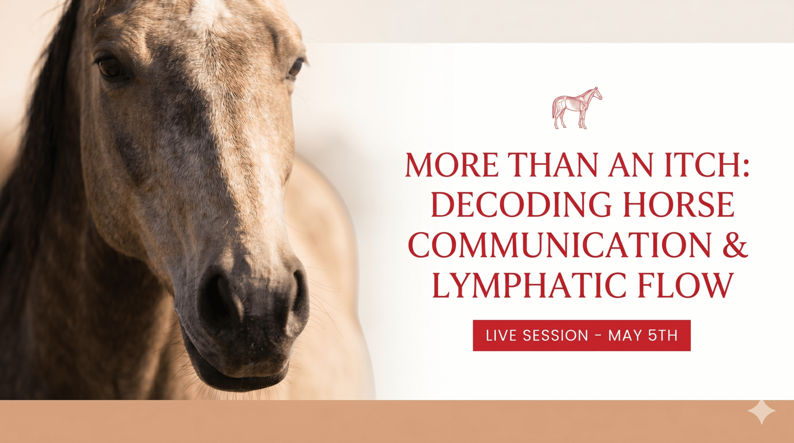 live-session-decoding-horse-communication Live session: Horse Communication
